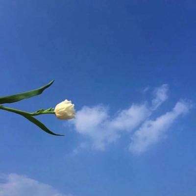 精灵宝可梦游戏破解版下载
