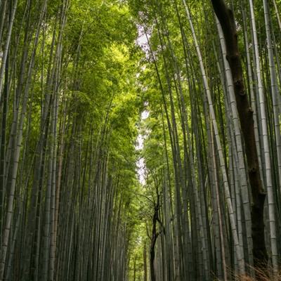 宠物训练师手游bt版下载